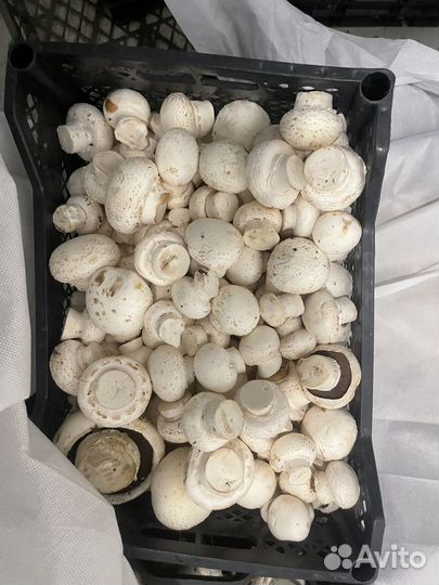 Грибы шампиньоны 2 сорт