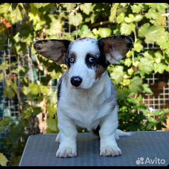 Брошь корги