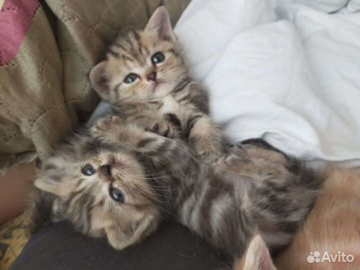 Шотландские вислоухие котята