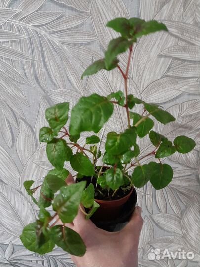 Фикусы сортовые