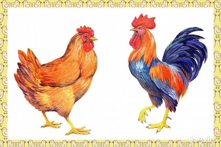 Петух и курица
