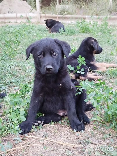 Щенки овчарки отдам бесплатно