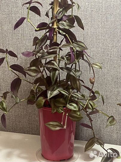 Традесканция зебрина комнатные растения