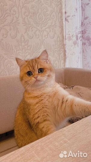 Передержка животных на время