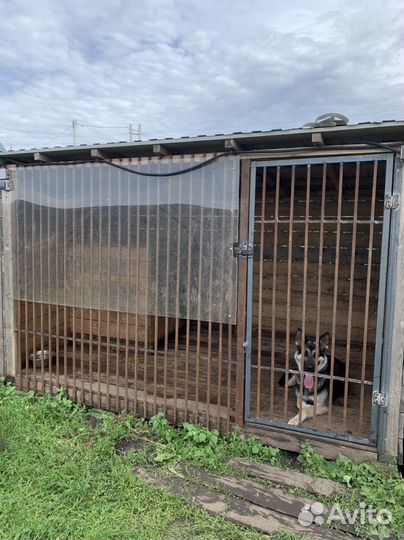 Передержка собак зоогостиница