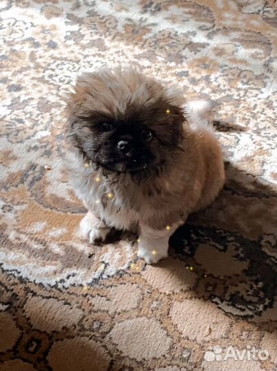 Щенки пекинеса