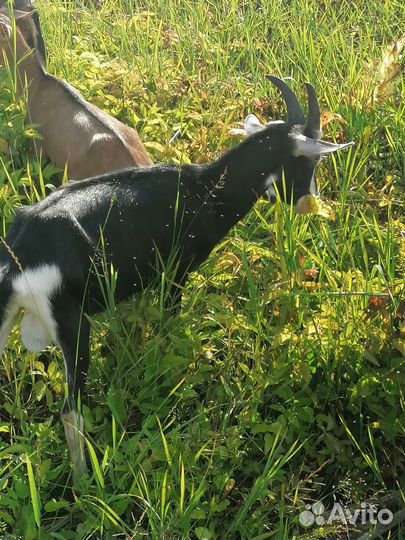 Козлик альпийский