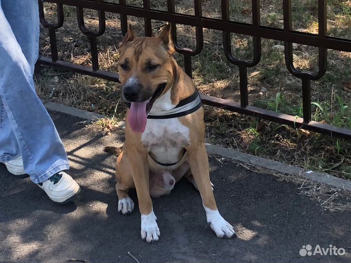 Американский питбуль