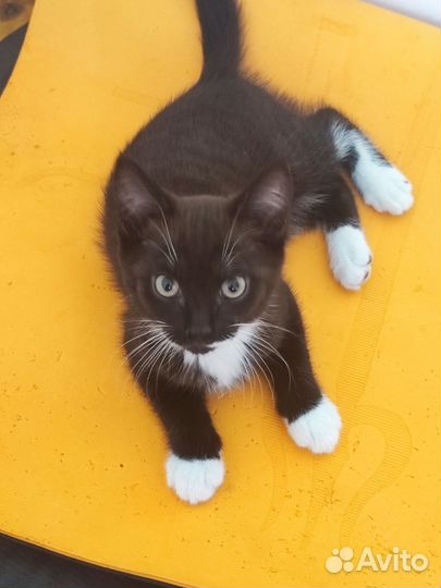 Черный котенок