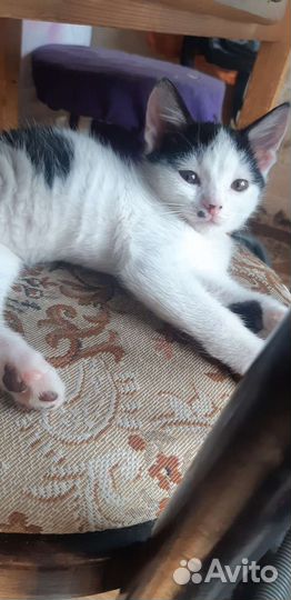 Кошки