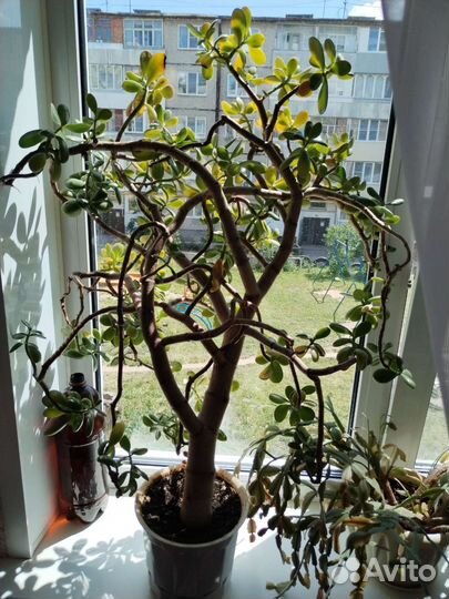 Толстянка(денежное дерево)