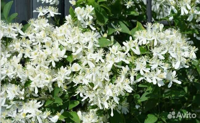 Клематис жгучий мелкоцветковый