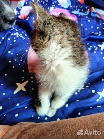 Котенок девочка в добрые руки