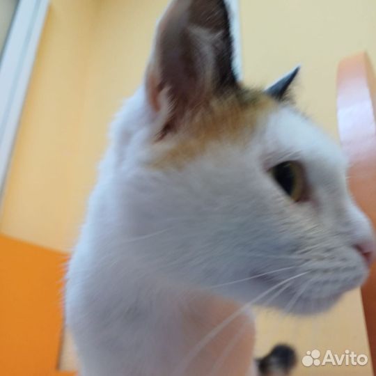 Кошка в дар бесплатно