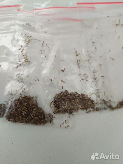 Вербена бонарская семена