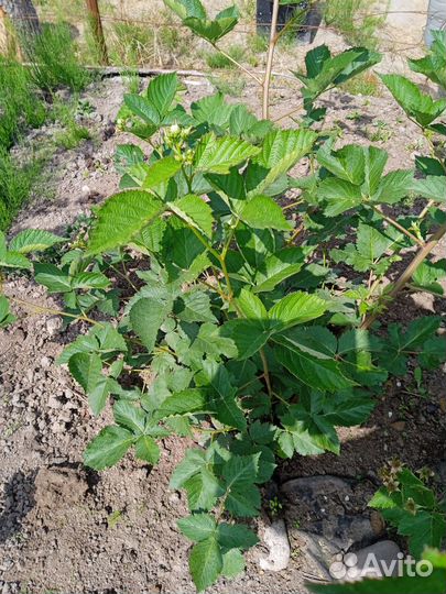 Саженцы ежевики Крупноплодной