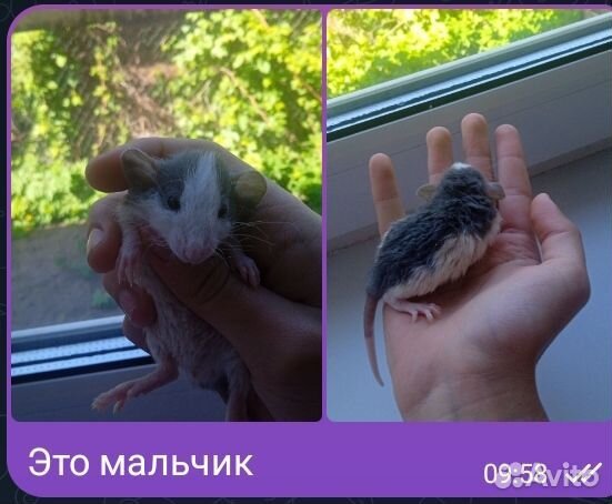 Крысята дамбо-рекс