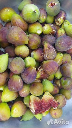 Саженцы инжира