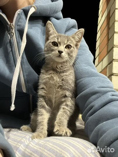 Отдам в добрые руки котенка