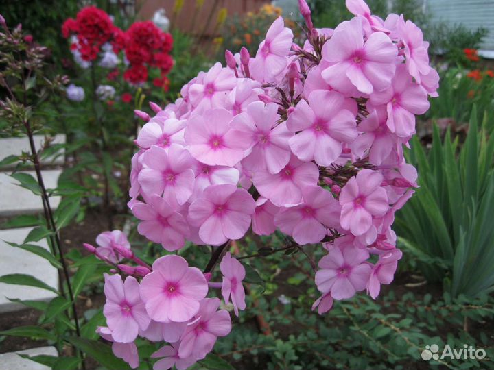 Флокс метельчатый