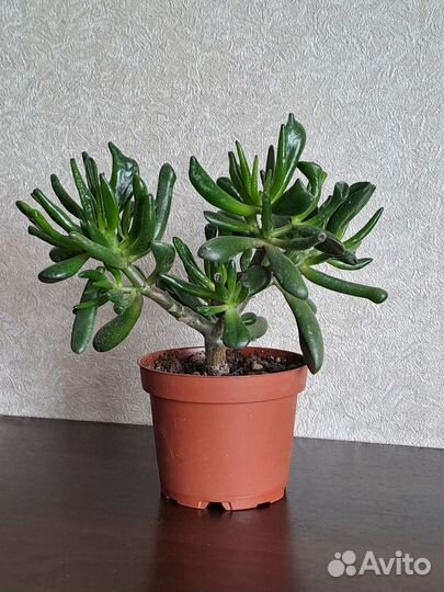 Крассула, Сансевиерия