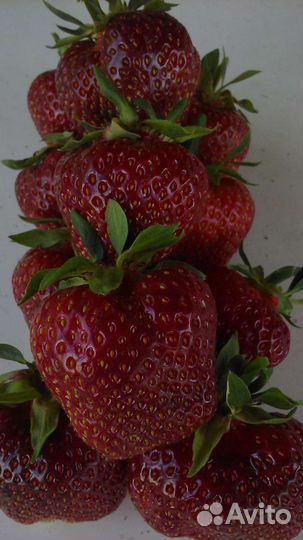 Саженцы клубники Зенга Зенгана