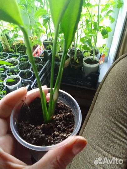 Спатифиллум