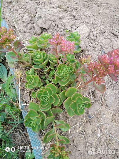 Цветы многолетники