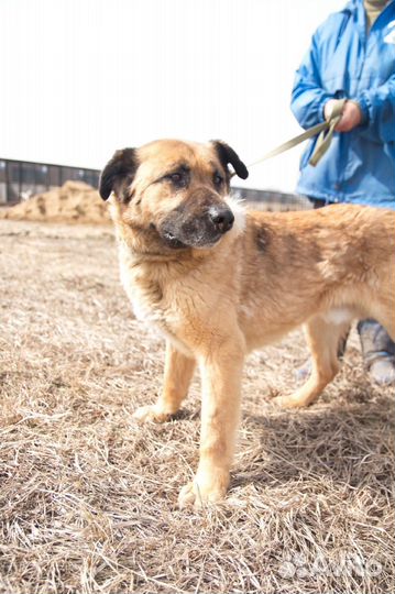 Необычный пёс Арчи