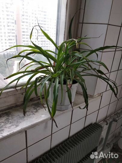 Комнатные декоративные растения