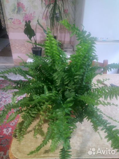 Папоротник