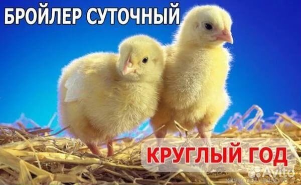 Цыплята.Инкубатор.Доставка весь Крым