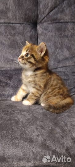Котенок девочка в добрые руки
