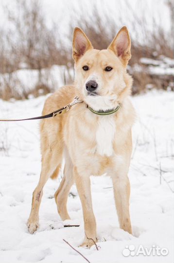 Собака в добрые руки