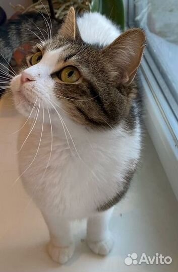 Кошечку отдам
