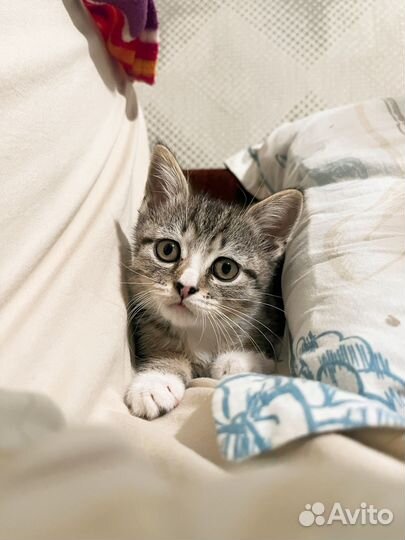 Котятенок в добрые руки