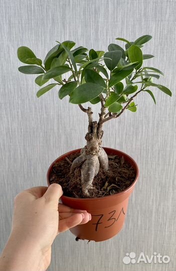 Фикус гинсенг