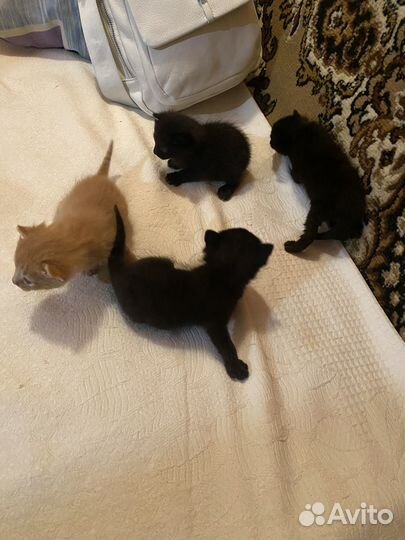 Отдам котят в добрые руки