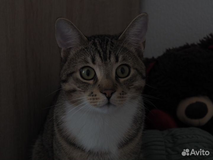 Фотопрогулка, фотосессия бесплатно