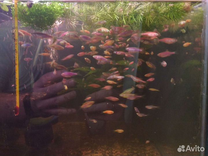 Аквариумные рыбки данио