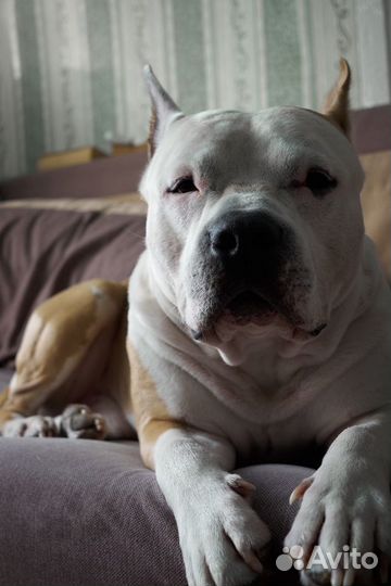 Вязка кобеля амстафа