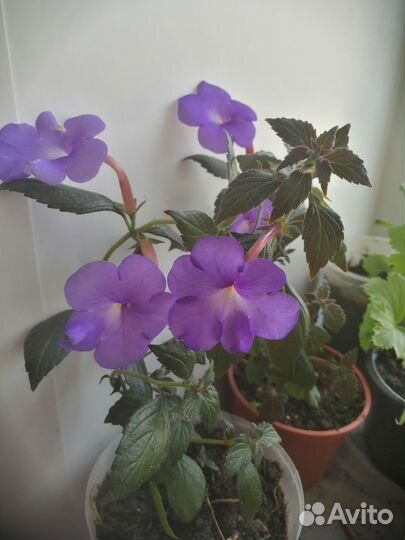 Ахименес на цвету