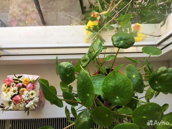 Попугаи неразлучники розовощекие