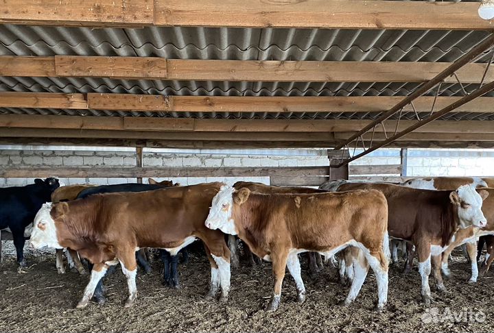 Продаются быки