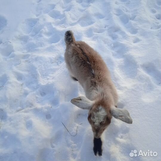 Заано нубийские козочки