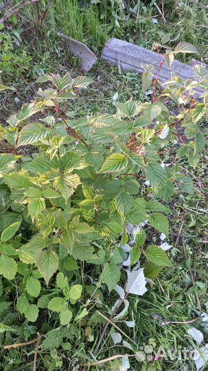 Ремонтантная малина