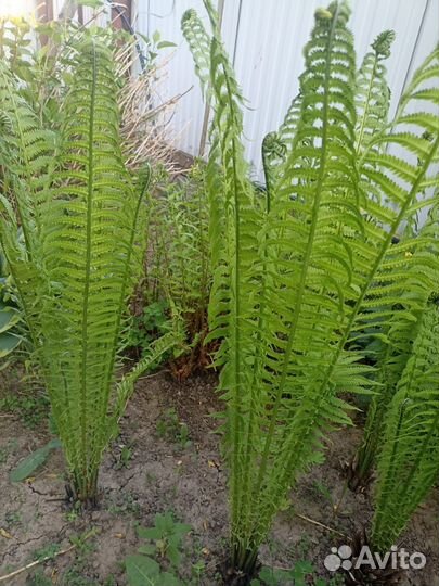 Папоротник страусник