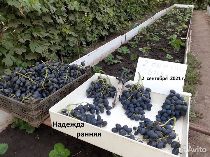 Виноград: саженцы, плоды, кусты