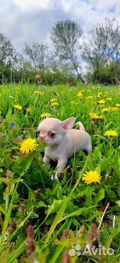 Щенки чихуахуа мини
