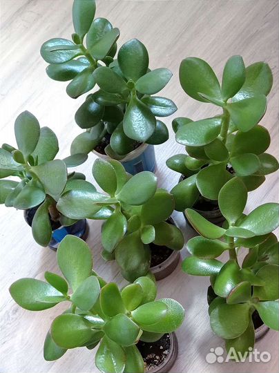Крассула денежное дерево